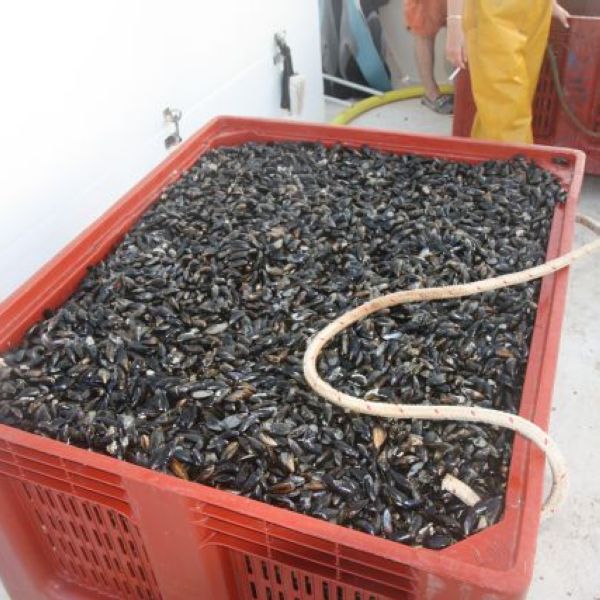 Palox de moules brutes de pche environs 400Kg