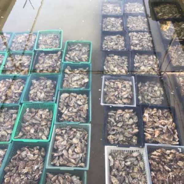 Hutres en bassin dgorgeoire
